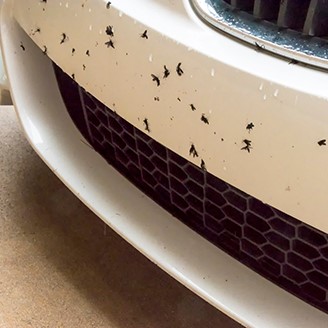4 Tips for Protecting Your Car From Lovebugs This Season