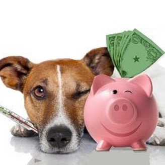 dog and piggy bank representing saving money at the vets
